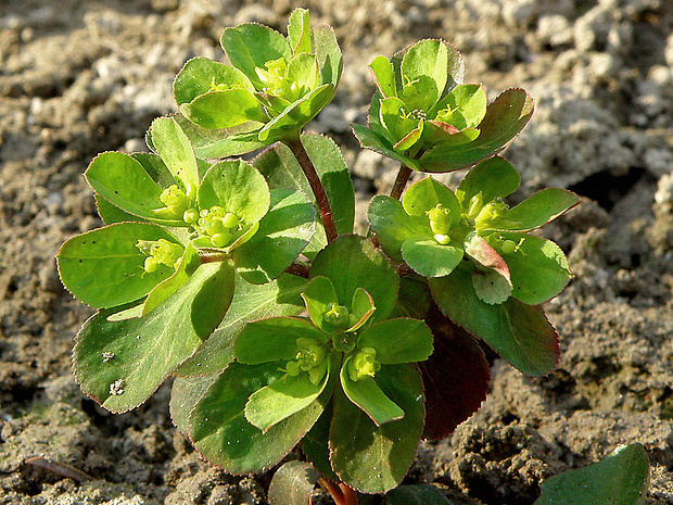 mliečnik kolovratcový Tithymalus helioscopia (L.) Scop.