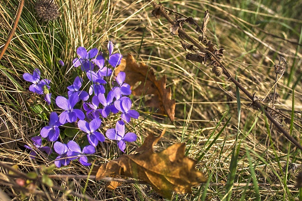 fialka voňavá Viola odorata L.