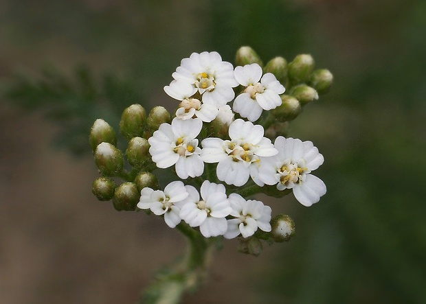 rebríček obyčajný Achillea millefolium L.