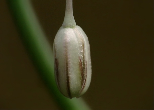 cesnak planý Allium oleraceum L.