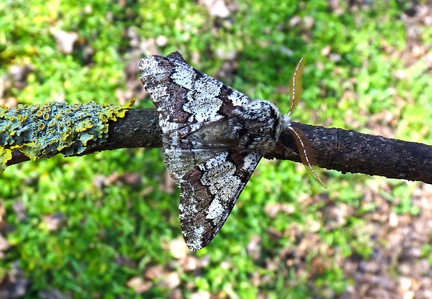 piadivka dubová Biston strataria