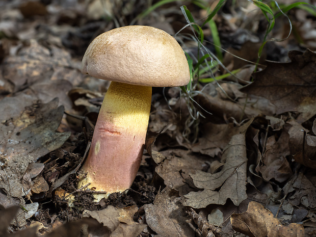 hríb nádherný Butyriboletus fuscoroseus (Smotl.) Vizzini & Gelardi