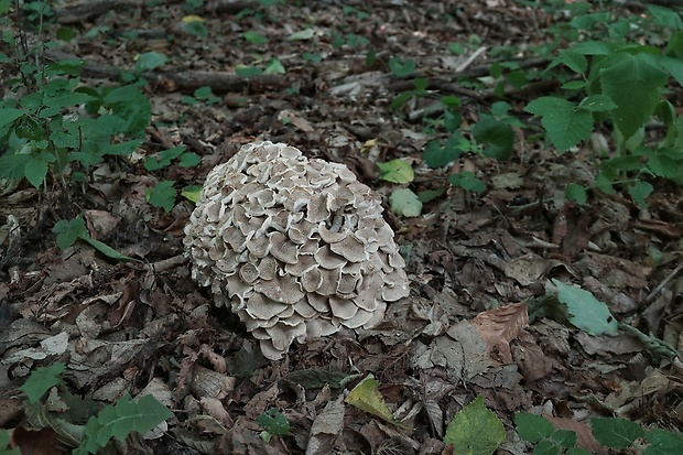 trúdnik klobúčkatý Polyporus umbellatus (Pers.) Fr.