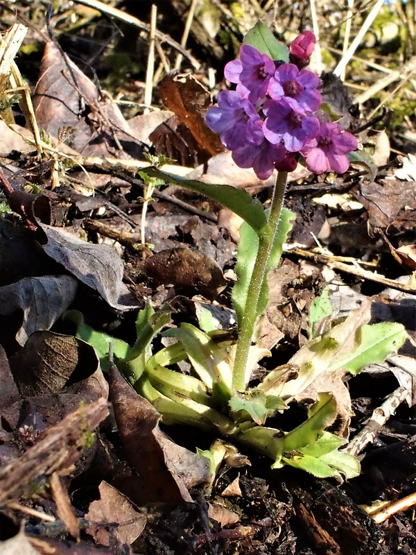 pľúcnik tmavý Pulmonaria obscura Dumort.