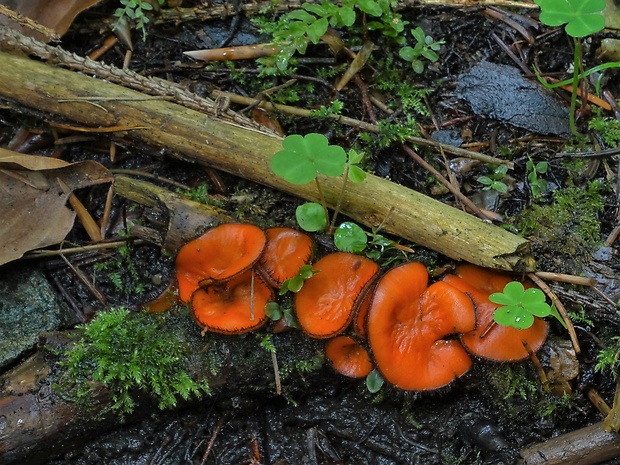 štítovnička Scutellinia sp.