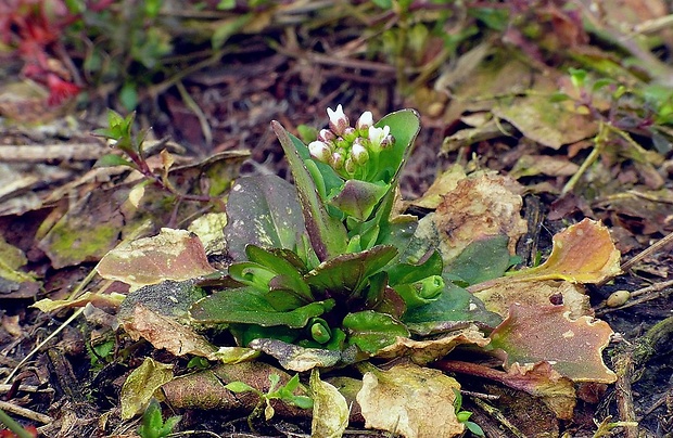 peniažtek prerastenolistý Thlaspi perfoliatum L.