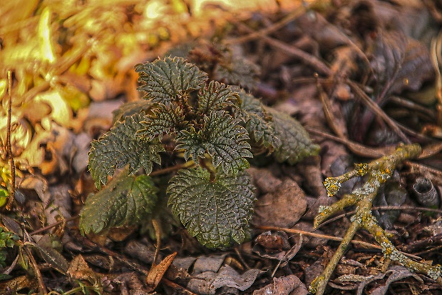 pŕhľava malá Urtica urens L.