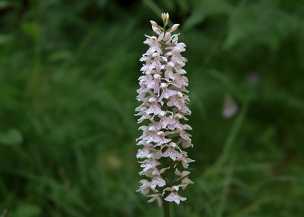 vstavačovec fuchsov pravý Dactylorhiza fuchsii subsp. fuchsii (Druce) Soó