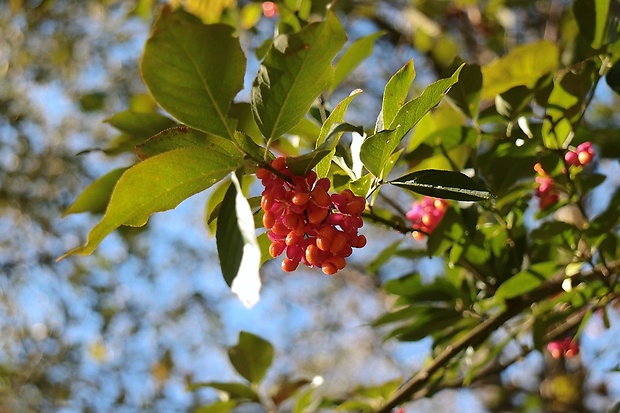 bršlen európsky Euonymus europaeus L.