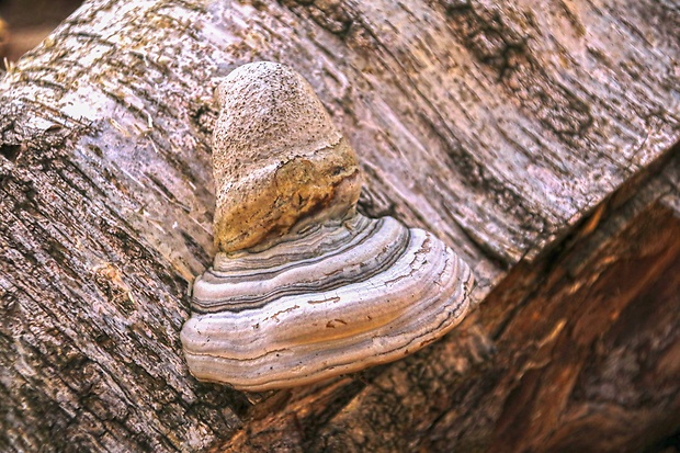 práchnovec kopytovitý Fomes fomentarius (L.) J.J. Kickx