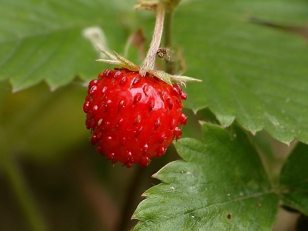 jahoda obyčajná Fragaria vesca L.