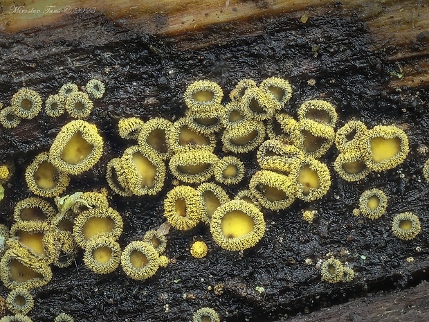 lachnetka vosková Neodasyscypha cerina (Pers.) Spooner