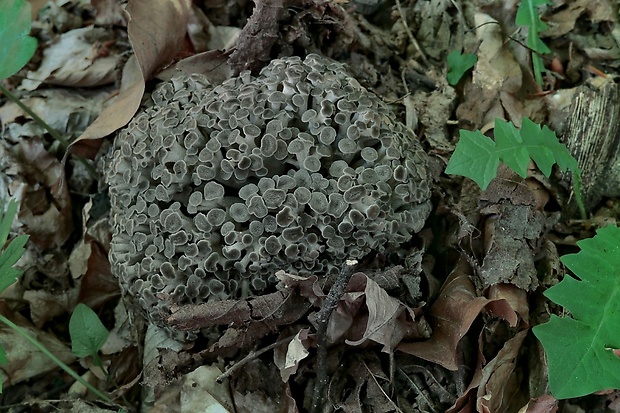 trúdnik klobúčkatý Polyporus umbellatus (Pers.) Fr.