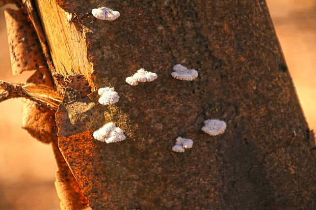 klanolupeňovka obyčajná Schizophyllum commune Fr.