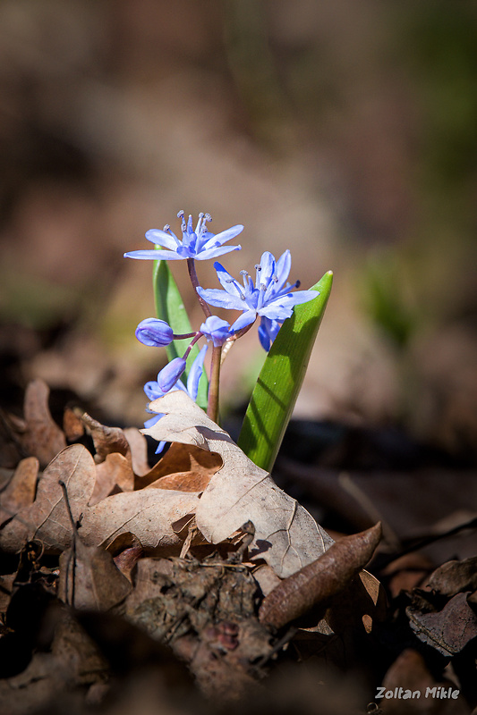 scila dvojlistá Scilla bifolia