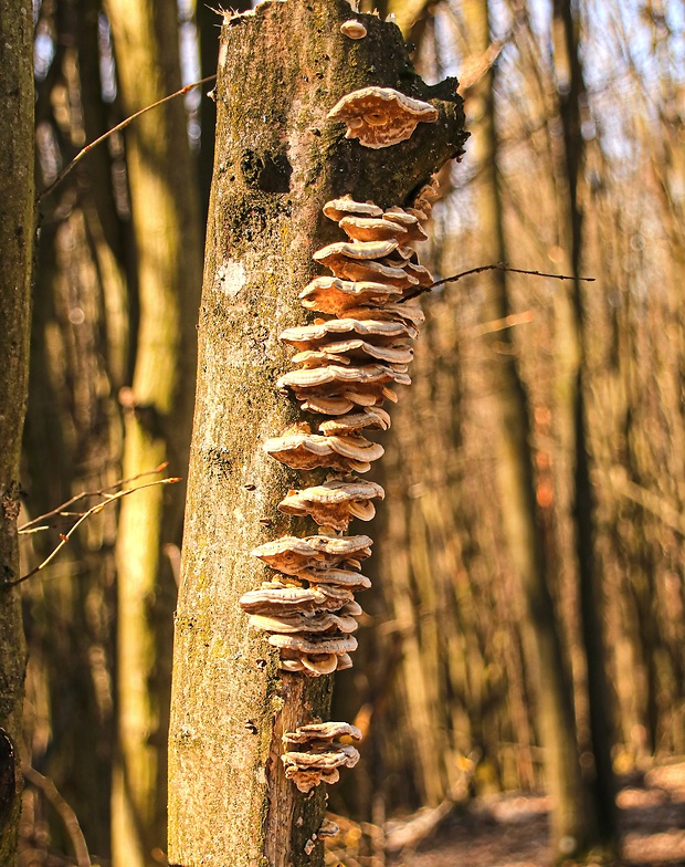 pevník chlpatý Stereum hirsutum (Willd.) Pers.