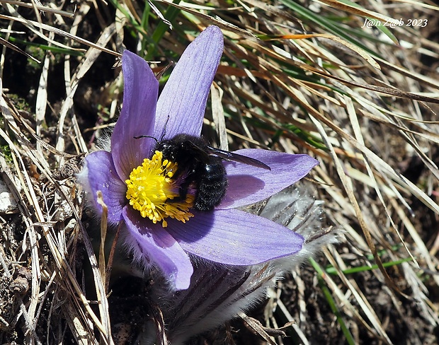 drevár fialový  Xylocopa violacea