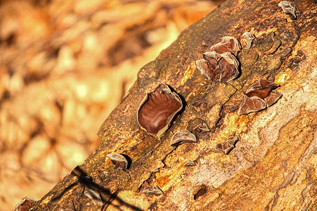 uchovec bazový Auricularia auricula-judae (Bull.) Quél.