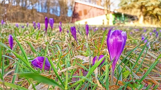 šafran spišský Crocus discolor G. Reuss