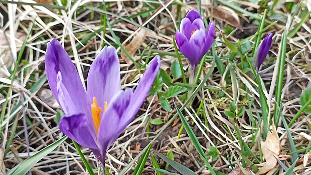 šafran spišský Crocus discolor G. Reuss