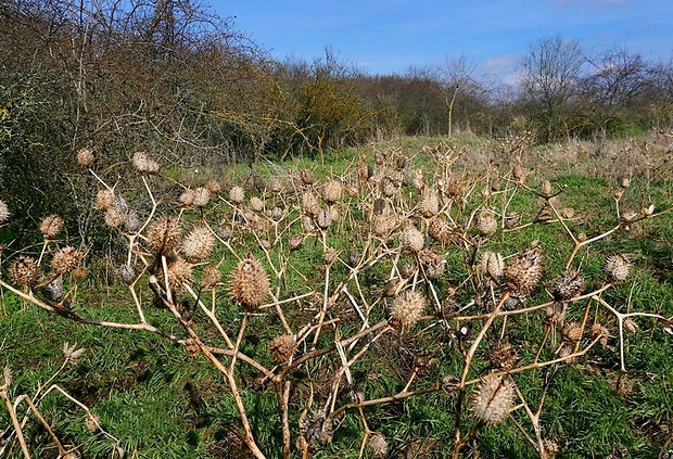 durman obyčajný - biotop Datura stramonium L.