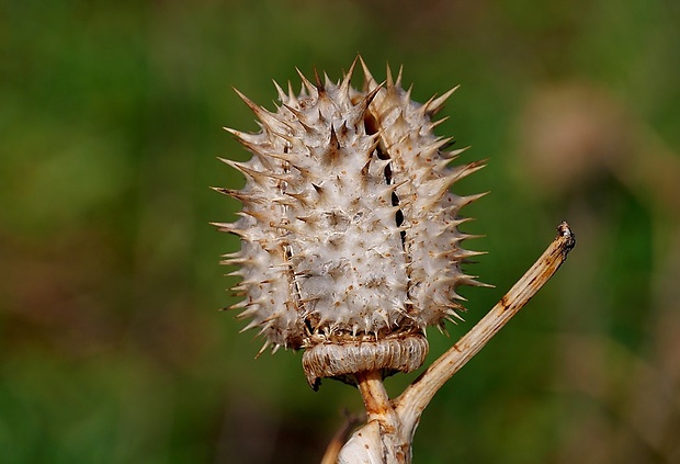 durman obyčajný Datura stramonium L.