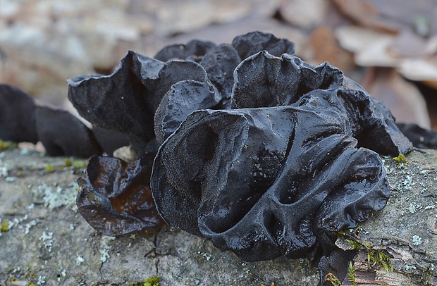 tmavorôsolovec mušľovitý Exidia truncata Fr.