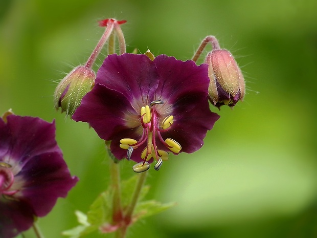 pakost hnedočervený Geranium phaeum L.