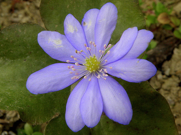 pečeňovník trojlaločný Hepatica nobilis Schreb.