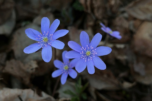 pečeňovník trojlaločný Hepatica nobilis Schreb.