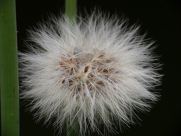 jastrabník Hieracium sp.