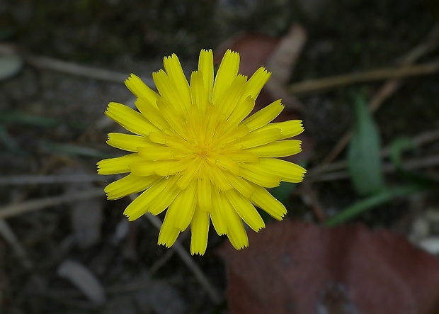 jastrabník Hieracium sp.