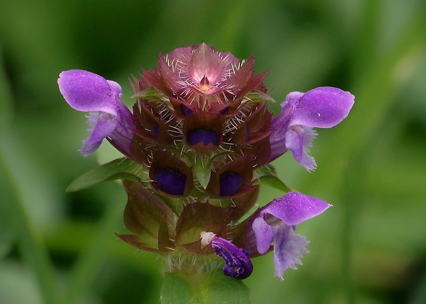 čiernohlávok obyčajný Prunella vulgaris L.