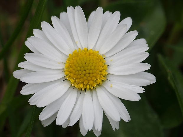 sedmokráska obyčajná Bellis perennis L.