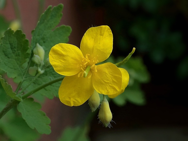 lastovičník väčší Chelidonium majus L.