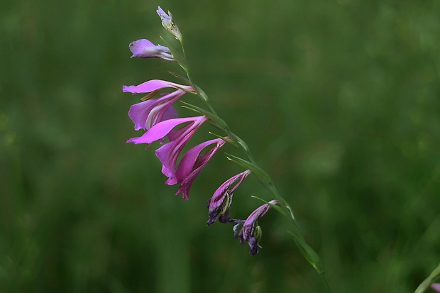 mečík škridlicovitý Gladiolus imbricatus L.