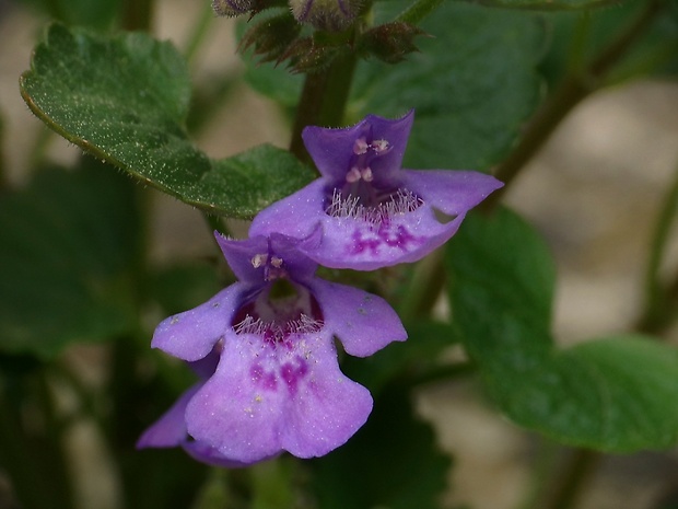 zádušník brečtanovitý Glechoma hederacea L.