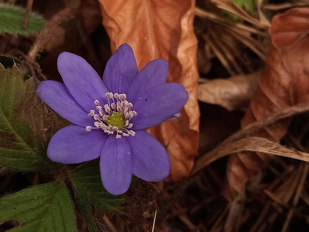 pečeňovník trojlaločný Hepatica nobilis Schreb.