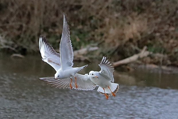 čajka smejivá Larus ridibundus L.