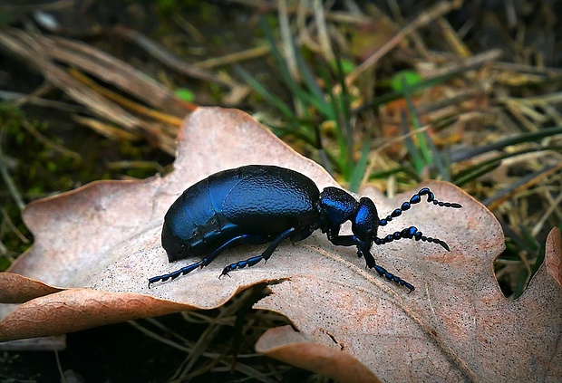 májka obyčajná (sk) / majka obecná (cz) Meloe proscarabaeus (Linnaeus, 1758)