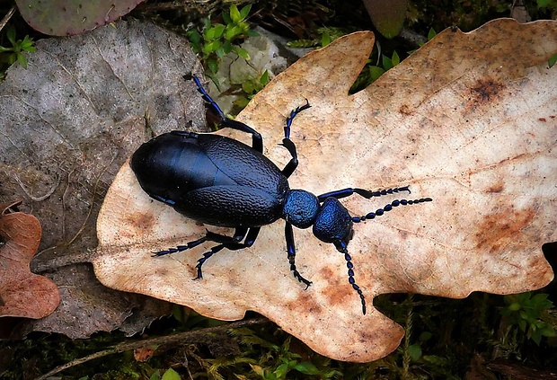 májka obyčajná (sk) / majka obecná (cz) Meloe proscarabaeus (Linnaeus, 1758)