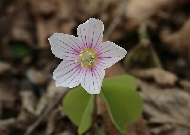 kyslička obyčajná Oxalis acetosella L.