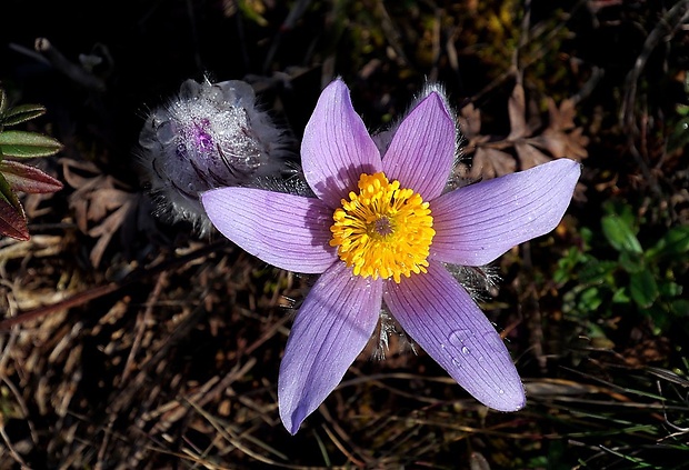 poniklec veľkokvetý Pulsatilla grandis Wender.