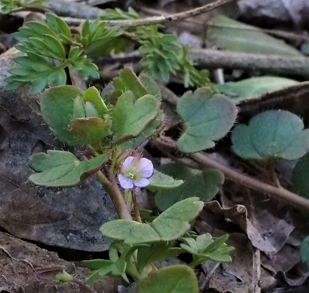 veronika laločnatá Veronica sublobata M. A. Fisch.