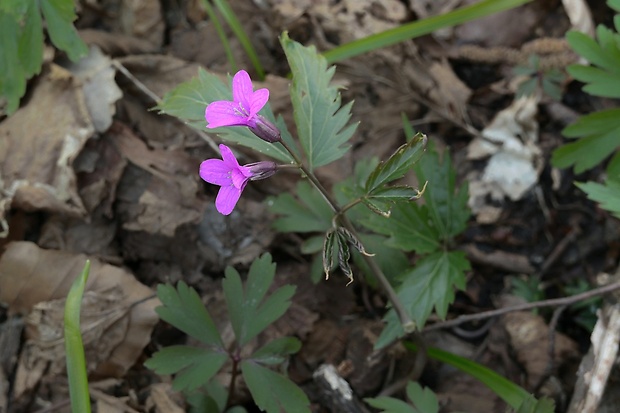 zubačka žliazkatá Dentaria glandulosa Waldst. et Kit. ex Willd.