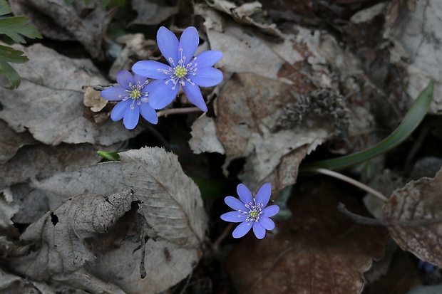 pečeňovník trojlaločný Hepatica nobilis Schreb.