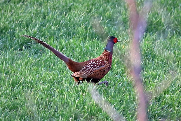 bažant obyčajný (sk) / bažant obecný (cz)  Phasianus colchicus Linnaeus, 1758