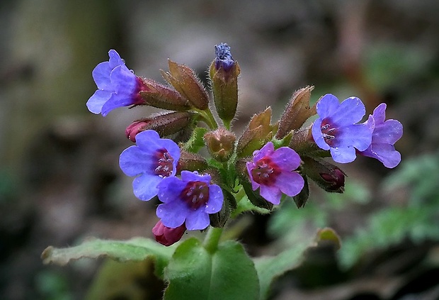 pľúcnik lekársky Pulmonaria officinalis L.