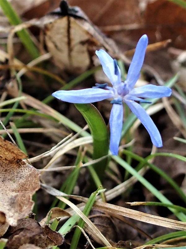 scila dvojlistá Scilla bifolia agg. L.