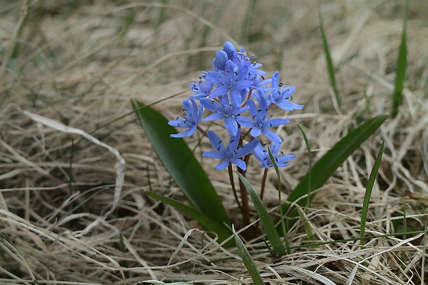 scila karpatská Scilla kladnii Schur